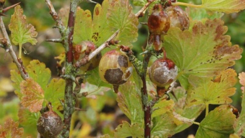 Kodėl ant agrastų lapų atsiranda raudonos dėmės ir kaip su tuo kovoti