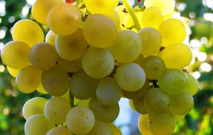 Top best grape varieties for central Russia