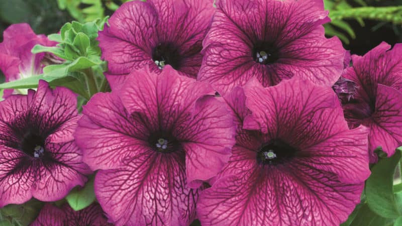 Types and best varieties of perennial petunia