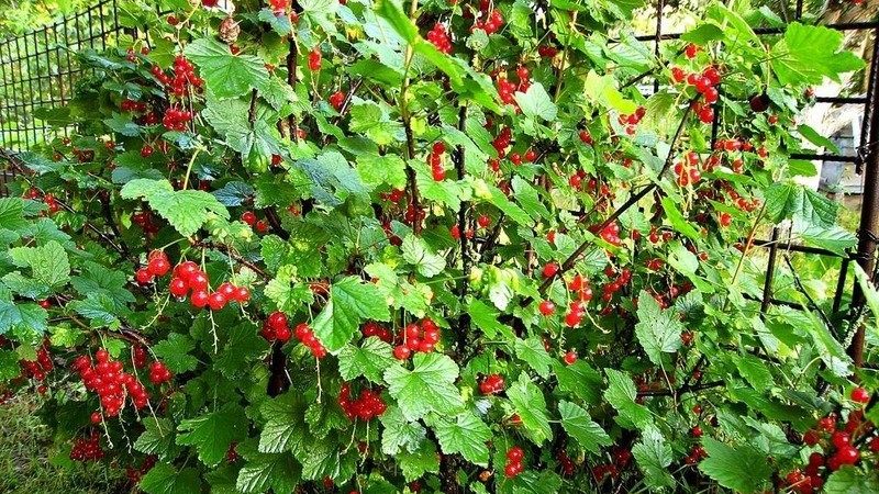 Pourquoi les feuilles de cassis ont-elles des feuilles pâles, que faire et comment y remédier