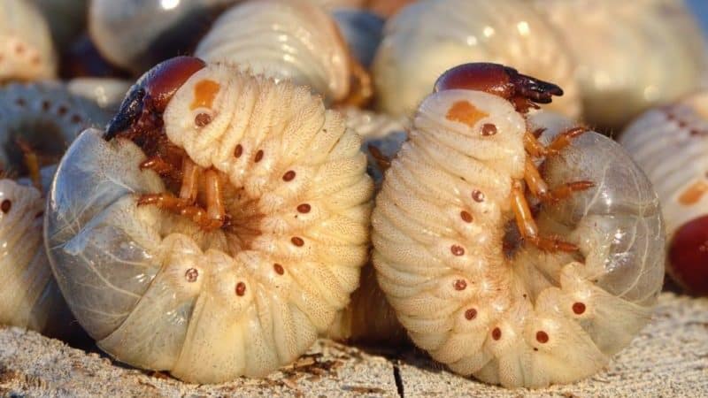 Paano makatakas mula sa mga peste ng paminta sa isang greenhouse