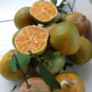 What is the name of the hybrid of lemon and tangerine?