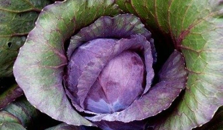 Why did cabbage leaves turn purple and what to do about it?