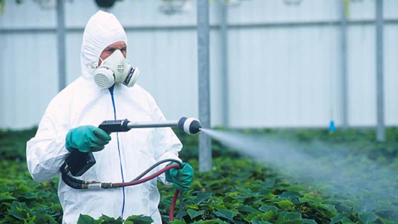 How to escape from pepper pests in a greenhouse