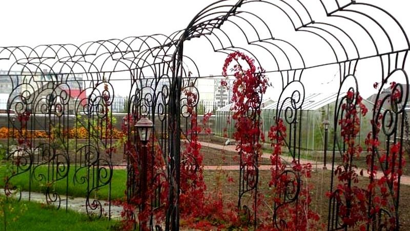 Comment faire une pergola pour les raisins de vos propres mains