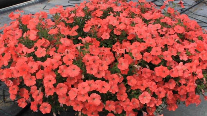 Paglalarawan, varieties, paglilinang ng petunia Gioconda