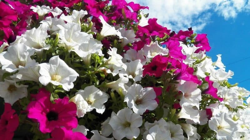 Typen en beste variëteiten van meerjarige petunia