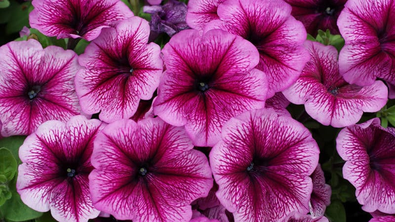 Typen en beste variëteiten van meerjarige petunia