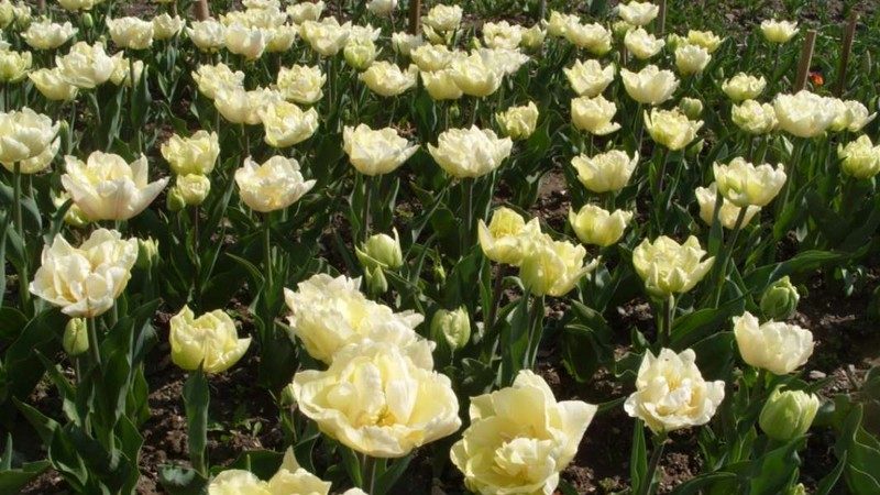 Un guide pour planter des tulipes en août pour les jardiniers débutants