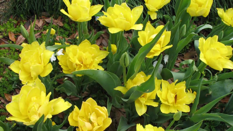 A Guide to Planting Tulips in August for Beginner Gardeners