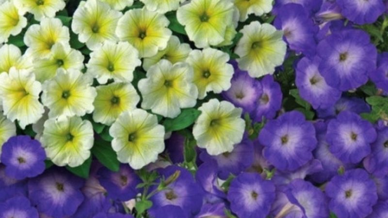 Description, varieties, cultivation of petunia Gioconda