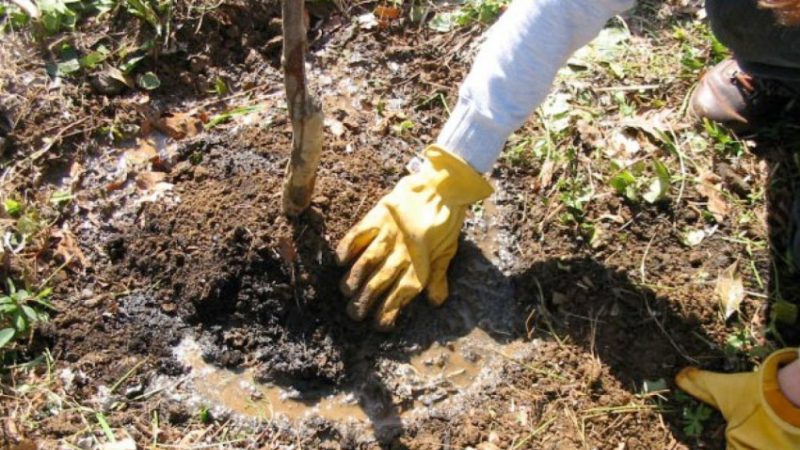 É possível plantar cerejas em julho e como fazê-lo corretamente: instruções e conselhos de jardineiros experientes