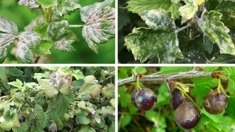 Mengapa daun currant mempunyai daun pucat, apa yang perlu dilakukan dan bagaimana untuk memperbaikinya