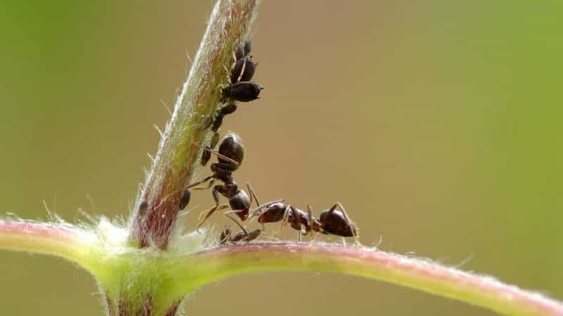 Como escapar das pragas da pimenta em uma estufa