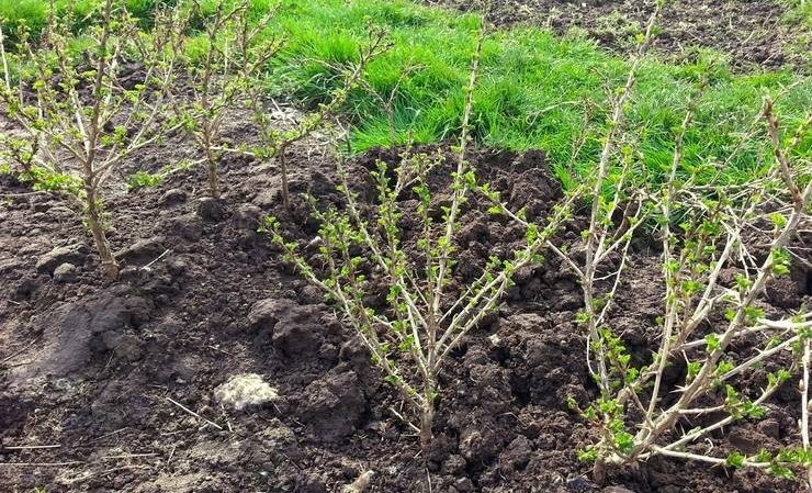 I hvilken afstand fra hinanden plantes stikkelsbær- og ribsbuske?