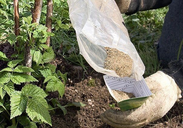 Apakah cara terbaik untuk memberi makan raspberi pada bulan Julai untuk penuaian yang baik?