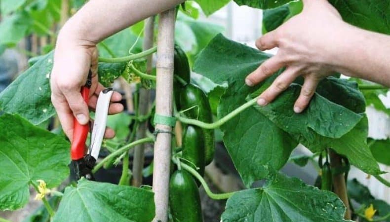 Paano maayos na gupitin ang mga dahon ng mga pipino sa isang greenhouse at kinakailangan bang gawin ito?