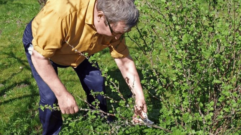 Tajming och teknik för beskärning av vinbärs- och krusbärsbuskar vår, sommar och höst