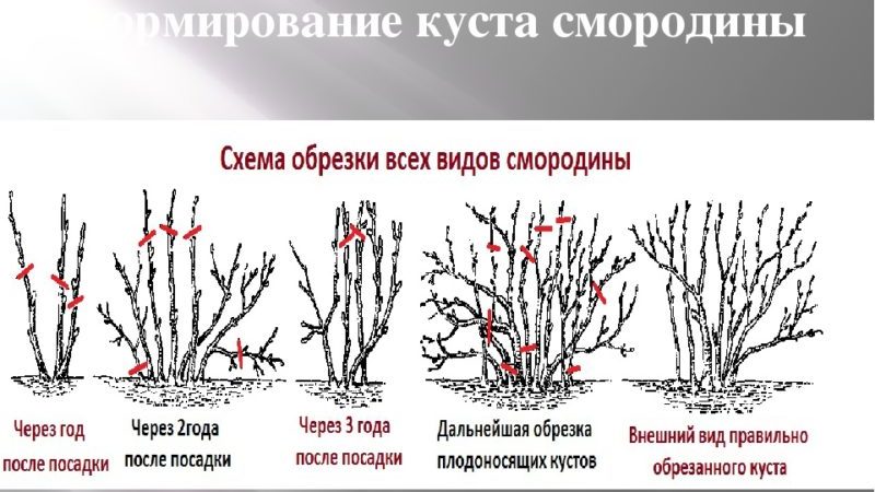 Време и технология за подрязване на храсти от касис и цариградско грозде през пролетта, лятото и есента