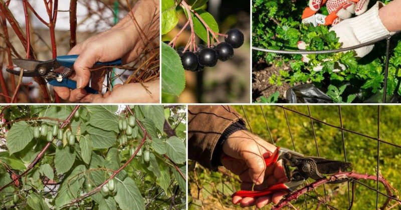 Tajming och teknik för beskärning av vinbärs- och krusbärsbuskar vår, sommar och höst