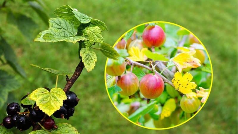 Why gooseberry leaves fall and how to deal with it