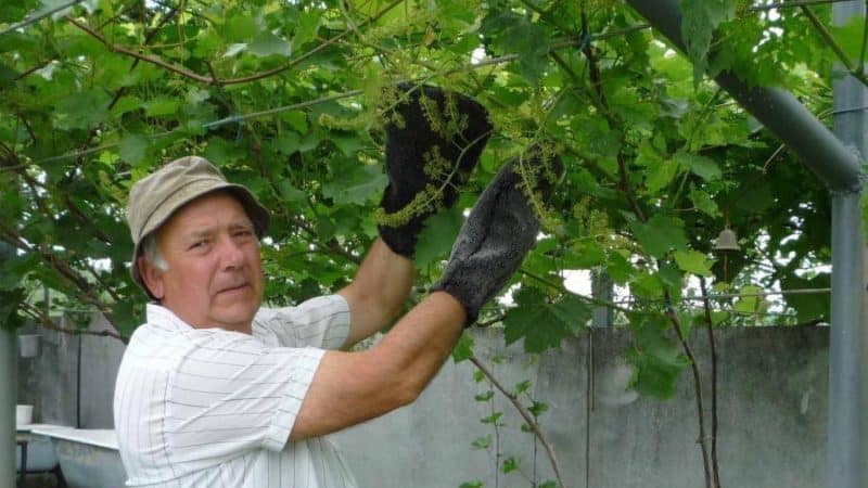 Njega grožđa ljeti: potrebni radovi u vinogradu i savjeti iskusnih vinogradara