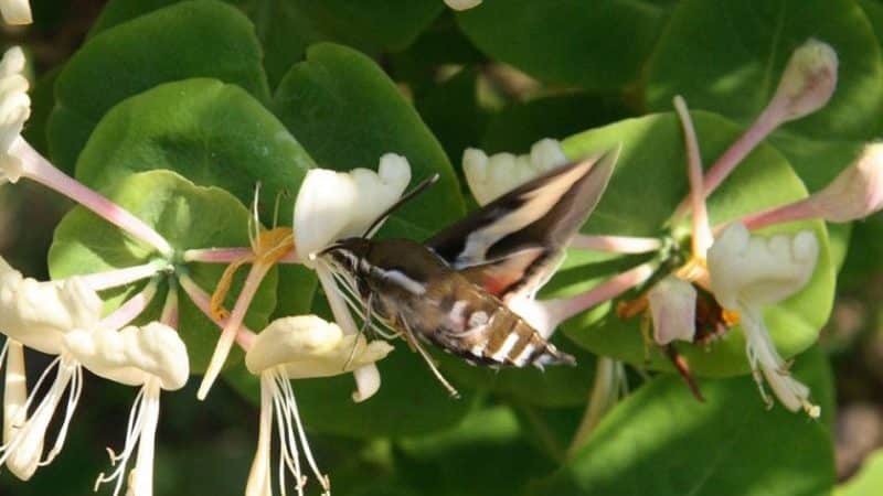 Tabell over kaprifolbestøvere - typer og metoder for pollinering