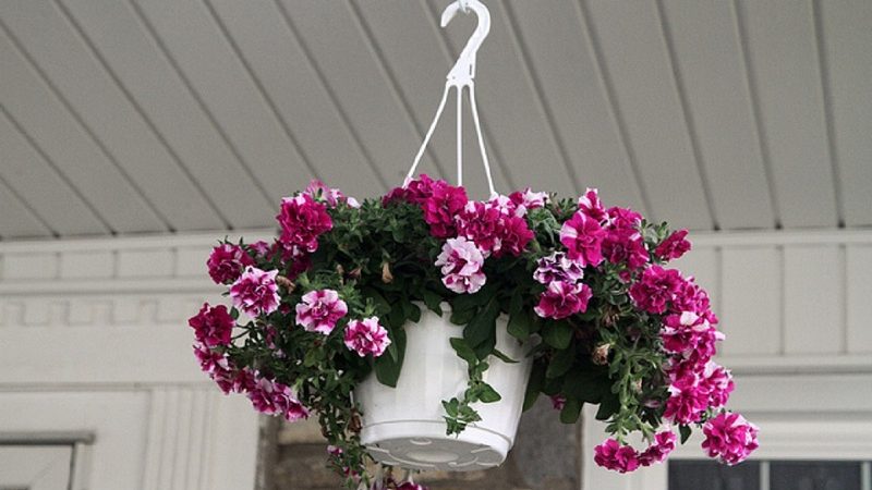 Plantar e cuidar de petúnia durante a floração em um vaso