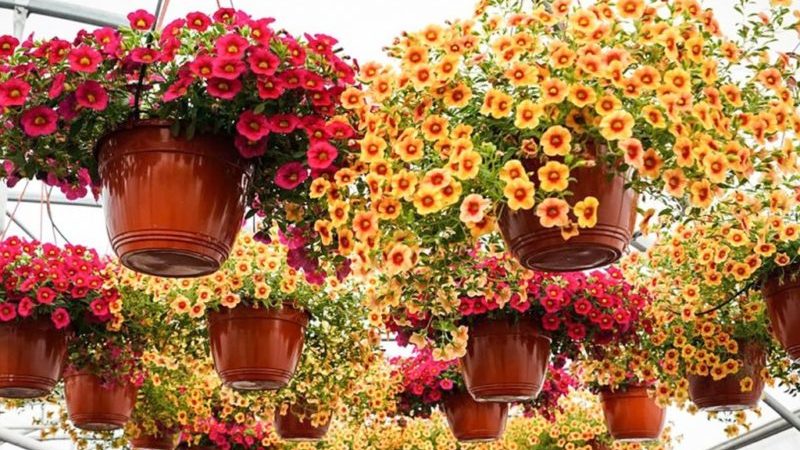 Plantar e cuidar de petúnia durante a floração em um vaso