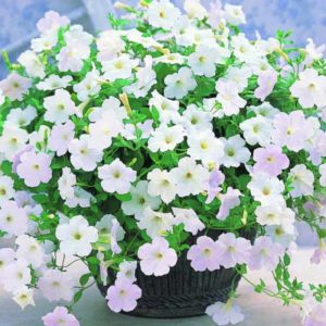 Paglalarawan, varieties, paglilinang ng petunia Gioconda