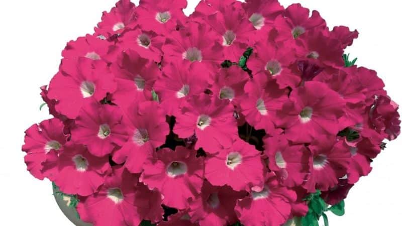 Description, varieties, cultivation of petunia Gioconda