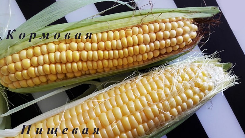 Paano makilala ang feed corn sa food corn at ang saklaw ng aplikasyon ng parehong uri