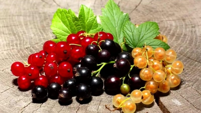 currant varieties for Siberia