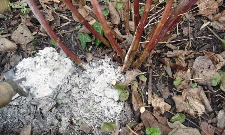 Como fertilizar cinzas de framboesa no verão: instruções