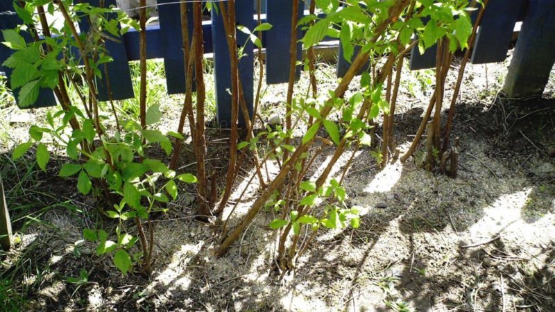 How to fertilize raspberry ash in summer: instructions