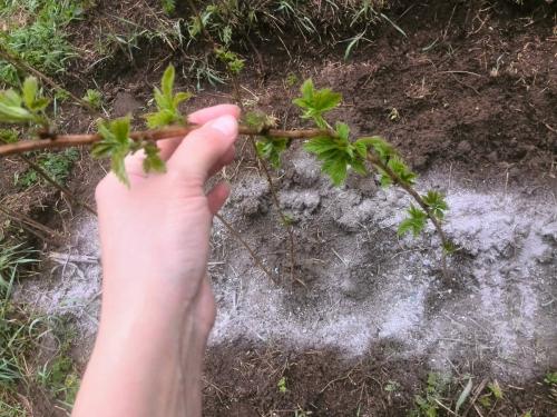 Como fertilizar cinzas de framboesa no verão: instruções