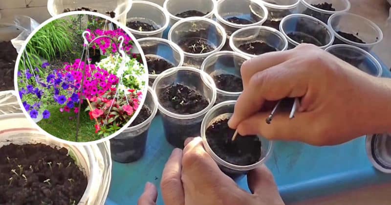 Come, quando e cosa nutrire la petunia per una fioritura rigogliosa