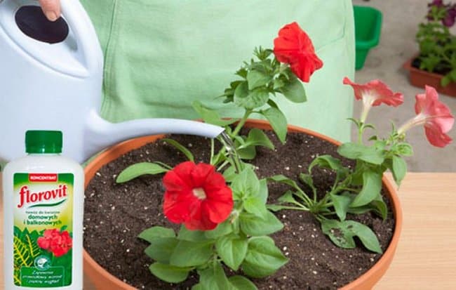 Hur, när och vad ska man mata petunia för frodig blomning