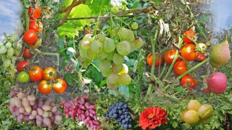 Preporuke iskusnih vinogradara: je li moguće posaditi različite sorte grožđa jednu pored druge i koje su koristi i štete od toga?