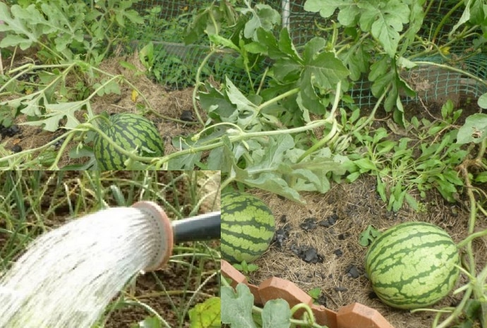 Con qué frecuencia regar sandías y melones en invernadero y campo abierto.