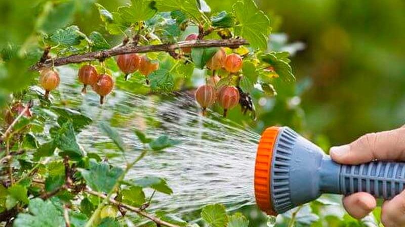 Combien et à quelle fréquence arroser les groseilles et les groseilles en été