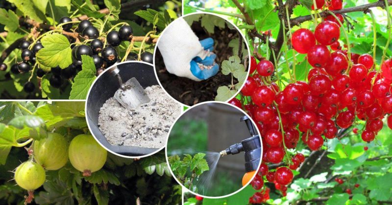 How and what to feed currants in June: the best fertilizers and rules for their application