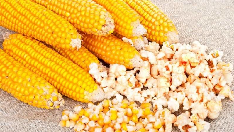 Paano makilala ang feed corn sa food corn at ang saklaw ng aplikasyon ng parehong uri