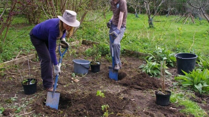 Comment planter correctement des plants de groseille