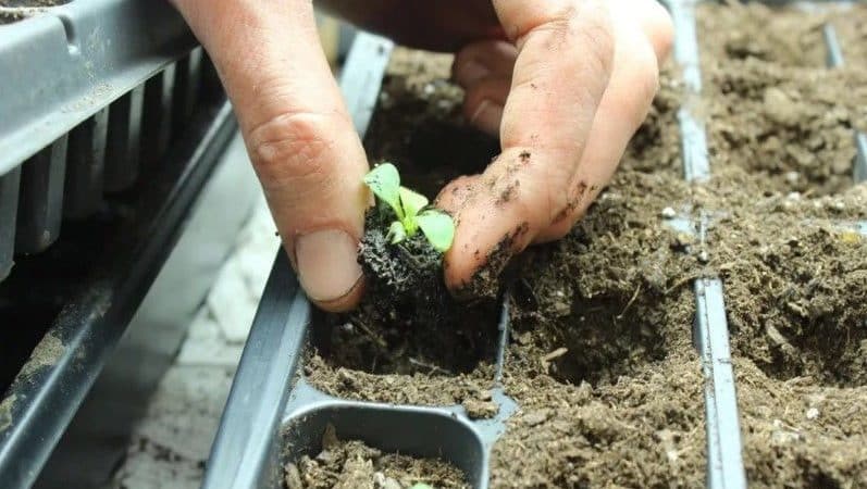 Plantning og pleje af petunia, mens den blomstrer i en potte