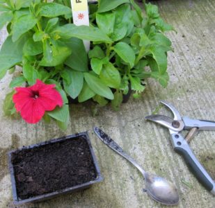 Planting og stell av petunia mens du blomstrer i en potte