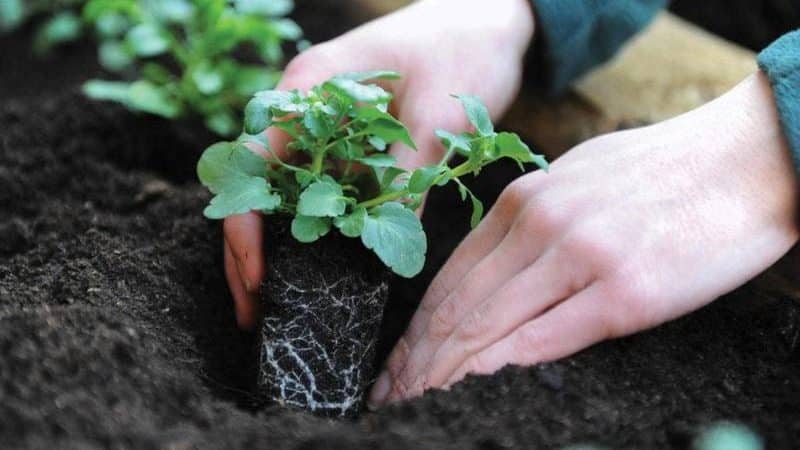 Plantning og pleje af petunia, mens den blomstrer i en potte