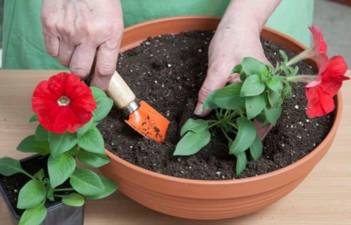 Plantera och ta hand om petunia medan den blommar i en kruka