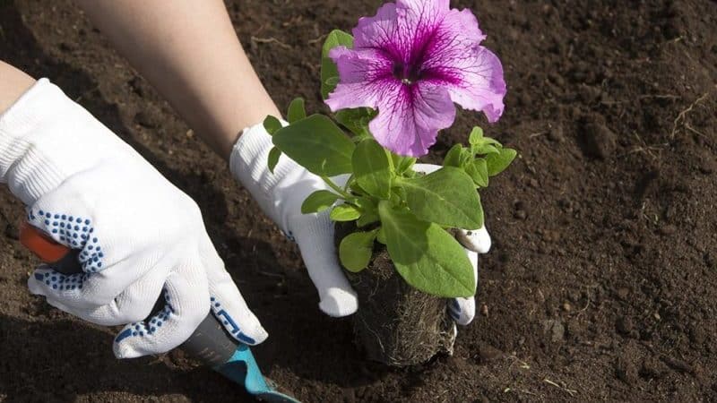 Plantar y cuidar petunia durante la floración en maceta.