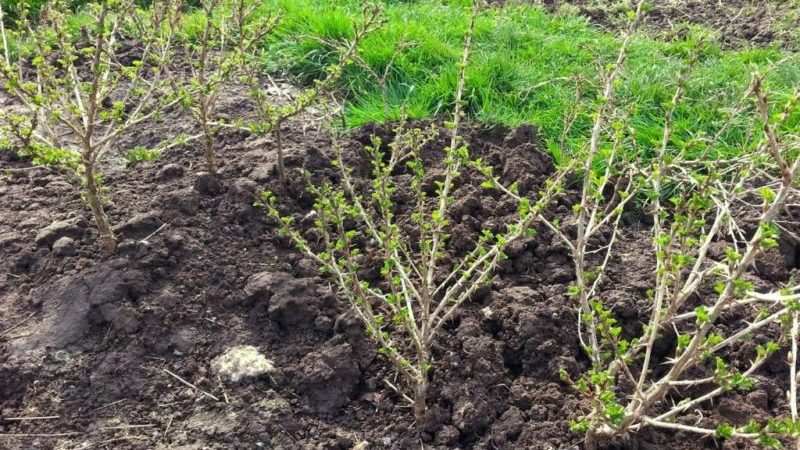 Thornless gooseberry variety Prune from Russian breeders